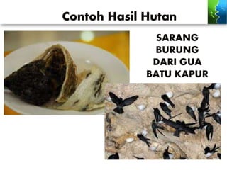Contoh Hasil Hutan
SARANG
BURUNG
DARI GUA
BATU KAPUR
 
