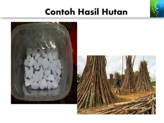 Contoh Hasil Hutan
 