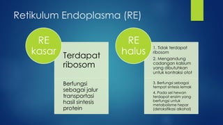 Retikulum Endoplasma (RE)
Terdapat
ribosom
Berfungsi
sebagai jalur
transportasi
hasil sintesis
protein
RE
kasar
1. Tidak t...