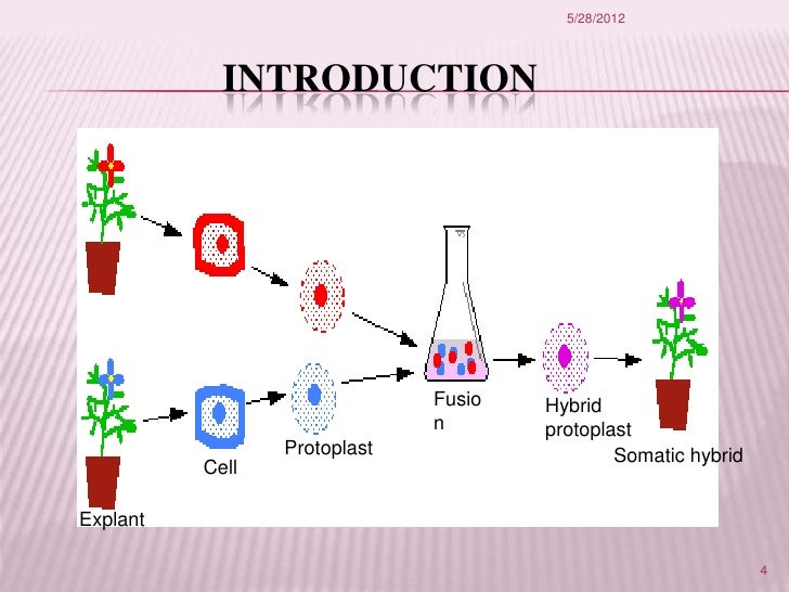 somatic hybridization ppt Ppt somatic hybridization powerpoint presentation id:1270961.