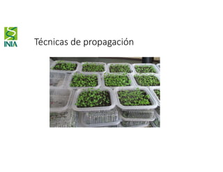 Técnicas de propagación
 