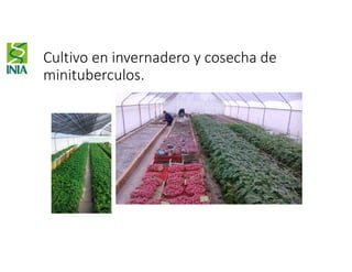 Cultivo en invernadero y cosecha de
minituberculos.
 
