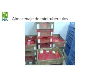 Almacenaje de minitubérculos
 