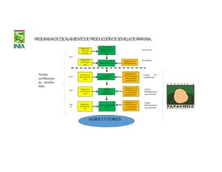 Semilla Pre
básica, Básica
Semilla
certificada
GeneraciónC1
Laboratorio
Campo Est.
Experimental
Campo
Multiplicadores
especializados
Año1
Año 2
Año 3
Semillas Certificadas
C2,C3
Año
4,5
Diagnóstico
molecularde
virus.
AGRICULTORES
Minitubérculos G1
Invernadero
Generación y
multiplicación de
plántulas in vitro
G0
Diagnóstico
molecular
de virus
Campo
Multiplicadores
especializados
Diagnóstico
molecular de
virus
Diagnóstico
molecularde
virus
Diagnóstico
molecularde
virus
PROGRAMADEESCALAMIENTODEPRODUCCIÓNDESEMILLADEPAPAINIA.
Diagnóstico de
Pectobacterium
Diagnóstico de
Pectobacterium y
enfermedades
cuarentenarias
Diagnóstico de
Pectobacterium
y enfermedades
cuarentenarias
Diagnóstico de
Pectobacterium
y enfermedades
cuarentenarias
Norma
certificación
de semillas
SAG.
 