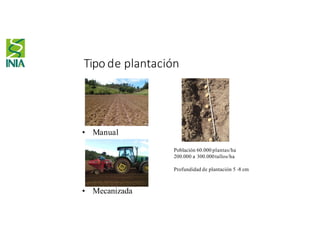 Tipo de plantación
• Manual
• Mecanizada
Población 60.000 plantas/ha
200.000 a 300.000tallos/ha
Profundidad de plantación 5 -8 cm
 