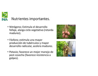 Nutrientes importantes.
• Nitrógeno; Estimula el desarrollo
follaje, alarga ciclo vegetativo (retarda
madurez).
• Fósforo; estimula una mayor
producción de tubérculos y mayor
desarrollo radicular, acelera madurez.
• Potasio; favorece un mejor manejo de
post cosecha (favorece resistencia a
golpes).
 