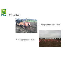 Cosecha
• Cosecha mecanizada
• Asegurar firmeza de piel
 