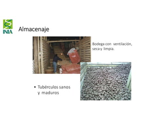 Almacenaje
• Bodega con ventilación,
seca y limpia.
• Tubérculos sanos
y maduros
 