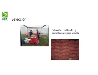 Selección
Selección, calibrado y
enmallado de papasemilla.
 