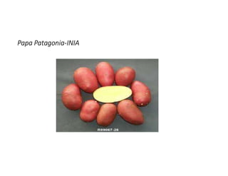 Papa Patagonia-INIA
 