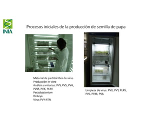 Procesos iniciales de la producción de semilla de papa
Material de partida libre de virus
Producción in vitro
Análisis sanitarios: PVY, PVS, PVA,
PVM, PVX, PLRV
Pectobacterium
Dickeya
Virus PVY NTN
Limpieza de virus: PVX, PVY, PLRV,
PVS, PVM, PVA
 