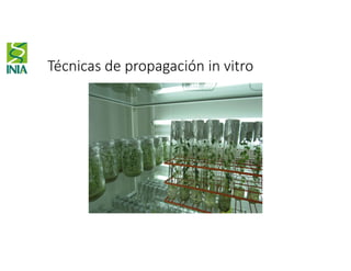 Técnicas de propagación in vitro
 