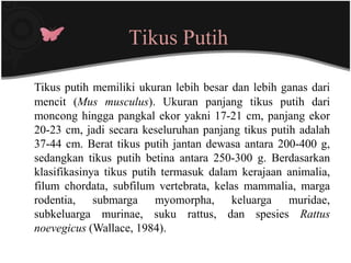 Tikus Putih

Tikus putih memiliki ukuran lebih besar dan lebih ganas dari
mencit (Mus musculus). Ukuran panjang tikus putih dari
moncong hingga pangkal ekor yakni 17-21 cm, panjang ekor
20-23 cm, jadi secara keseluruhan panjang tikus putih adalah
37-44 cm. Berat tikus putih jantan dewasa antara 200-400 g,
sedangkan tikus putih betina antara 250-300 g. Berdasarkan
klasifikasinya tikus putih termasuk dalam kerajaan animalia,
filum chordata, subfilum vertebrata, kelas mammalia, marga
rodentia, submarga myomorpha, keluarga muridae,
subkeluarga murinae, suku rattus, dan spesies Rattus
noevegicus (Wallace, 1984).
 