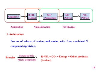 1. Aminisation:
Process of release of amines and amino acids from combined N
compounds (proteins).
Proteins R-NH2 + CO2 + Energy + Other products
(Amines)
Heterotrophic
Micro-organisms
12
Organic N
R-NH2
(Amine)
NH4
+
(Ammonium)
NO2
-
(Nitrite)
NO3
-
(Nitrate)
Aminization Ammonification Nitrification
 