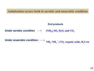 Aminisation occurs both in aerobic and anaerobic condition
End products
(NH4)2 SO4 H2O, and CO2Under aerobic condition
Under anaerobic condition
NH3, NH2
-
, CO2
,
organic acids, H2S etc
13
 