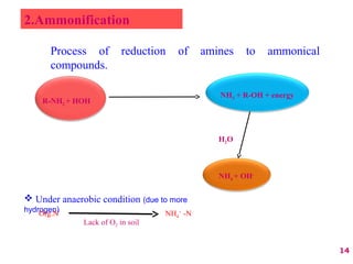 2.Ammonification
Process of reduction of amines to ammonical
compounds.
R-NH2 + HOH
NH3 + R-OH + energy
H2O
NH4 + OH-
14
 Under anaerobic condition (due to more
hydrogen)Org.N NH4
+
-N
Lack of O2 in soil
 