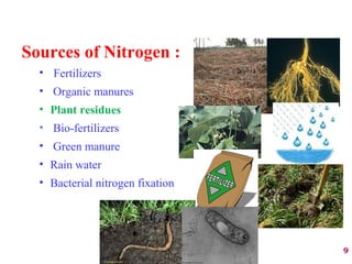 Sources of Nitrogen :
• Fertilizers
• Organic manures
• Plant residues
• Bio-fertilizers
• Green manure
• Rain water
• Bacterial nitrogen fixation
9
 