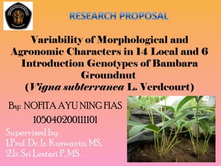Variability of Morphological and
Agronomic Characters in 14 Local and 6
Introduction Genotypes of Bambara
Groundnut
(Vigna subterranea L. Verdcourt)
By: NOFITA AYU NING FIAS
105040200111101
Supervised by:
1.Prof. Dr. Ir. Kuswanto, MS.
2.Ir. Sri Lestari P, MS.

 