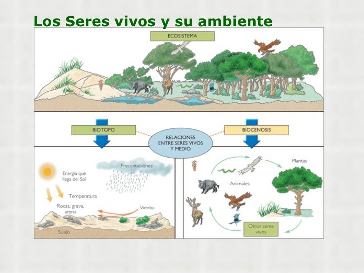 Ecosistema y cuidado del ambiente - Mind Map