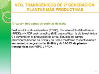 DISTRIBUCIÓN MUNDIAL DE PRODUCCIONES DE VEGETALES TRANSGÉNICOS IILas semillas transgénicas cultivadas actualmente, en el mundo, pertenecen principalmente a cultivos como maíz, soja y algodón. La superficie mundial de cultivos transgénicos alcanzó en 2009 los 134 millones de hectáreas.El 77 % de la soja que se cultiva en el mundo proviene de semillas modificadas, al igual que el 49 % del algodón y el 25 % del maíz mundial.Estados Unidos es el mayor productor con 64 millones de hectáreas. Le siguen Brasil con 21,4 millones, Argentina (21,3 millones) e India (8,4 millones).9