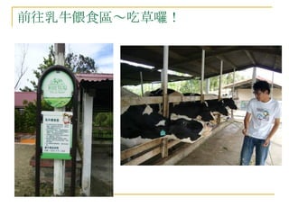前往乳牛餵食區～吃草囉！ 