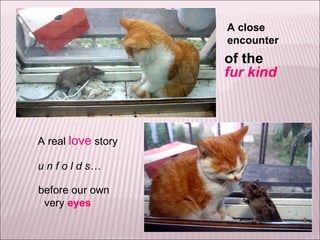 A close encounter of the  fur kind A real  love  story u n f o l d s… before our own    very   eyes 