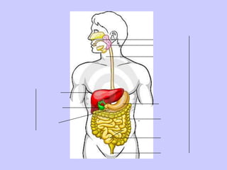 মানবদেহের পরিপাকতন্ত্রের বিভিন্ন অংশ পর্যবেক্ষণমুখ গহবরলালাগ্রন্থিঅন্ননালীপরিপাকনালীযকৃতপাকস্থলীপিত্তথলিপরিপাকগ্রন্থিবৃহদন্ত্রঅগ্ন্যাশয়ক্ষুদ্রান্ত্রমলদবার