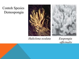 Contoh Spesies
 Demospongia




                 Haliclona oculata   Euspongia
                                     officinalis
 
