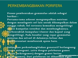 PERKEMBANGBIAKAN PORIFERA
Proses pembentukan gemmulae adalah sebagai
berikut :
Pertama-tama arkeost mengumpulkan nutrient
dengan memfagosit sel lain untuk dikumpulkan dalam
rongga tubuh. Sel tertentu kemudian mengelilingi
secret kumpulan tersebut dan membungkusnya.
Terbentuklah kumpulan/cluster dan kapsul yang
mengelilingi. Pada kondisi yang tepat gemmulae
menetas dan sel-sel di dalamnya keluar dan
berdiferensiasi membentuk spons baru.

Sedangkan perkembangbiakan generatif berlangsung
secara anisogami, yaitu dengan peleburan gamet
jantan (mikrogamet) dengan gamet betina
(makrogamet). Dari peleburan ini dihasilkan zigot
 