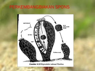 PERKEMBANGBIAKAN SPONS
 