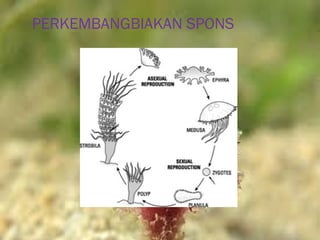 PERKEMBANGBIAKAN SPONS
 
