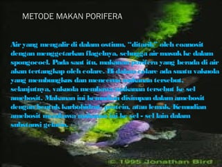 METODE MAKAN PORIFERA


Air yang mengalir di dalam ostium, “ditarik” oleh coanosit
dengan menggetarkan flagelnya, sehngga air masuk ke dalam
spongocoel. Pada saat itu, makanan porifera yang berada di air
akan tertangkap oleh colare. Di dalam colare ada suatu vakuola
yang membungkus dan mencerna makanan tersebut,
selanjutnya, vakuola membawa makanan tersebut ke sel
amebosit. Makanan ini kemudian disimpan dalam amebosit
dengan bentuk karbohidrat, protein, atau lemak. Kemudian
amebosit membawa makanan ini ke sel - sel lain dalam
substansi gelatin.
 