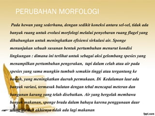 PERUBAHAN MORFOLOGI
Pada hewan yang sederhana, dengan sedikit koneksi antara sel-sel, tidak ada
banyak ruang untuk evolusi morfologi melalui penyebaran ruang flagel yang
dihubungkan untuk meningkatkan efisiensi sirkulasi air. Sponge
menunjukan sebuah susunan bentuk pertumbuhan menurut kondisi
lingkungan : dimana ini terlihat untuk sebagai aksi gelombang spesies yang
menampilkan pertumbuhan pengerakan, tapi dalam celah atau air pada
spesies yang sama mungkin tumbuh semakin tinggi atau tergantung ke
bawah, yang meningkatkan daerah permukaan. Di Kedalaman laut ada
banyak variasi, termasuk bulatan dengan tebal mencapai meteran dan
bangunan karang yang telah disebutkan. Air yang bergolak membawa
banyak makanan, sponge brada dalam bahaya karena penggunaan daur
ulang air dan akhirnya tidak ada lagi makanan
 