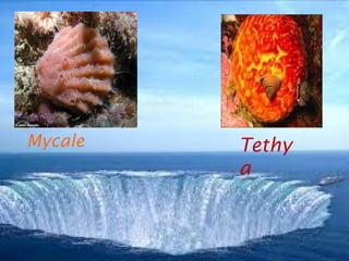 Mycale   Tethy
         a
 