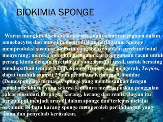 BIOKIMIA SPONGE

 Warna mungkin disebabkan karena adanya butiran pigmen dalam
amoebacytes dan mungkin menyediakan peringatan. Sponge
memproduksi susunan biotoxin yang menyebabkan predator batal
menyerang; mereka mungkin mengulurkan penggunaan racun untuk
perang kimia dengan invetebrata yang bersifat sessil, untuk bersaing
mendapatkan tempat hidup. Sponge tropis yang mengerak, Terpios,
dapat tumbuh sampai 23mm perbulan. Keluarga Clionidae
(Demospongiae) termasuk sponge yang membosankan dengan
amoebatic khusus yang sekresi kimianya menghapuskan penggalan
calcareousndari kerangka karang, kerang dan remis. Bagian itu
berkumpul menjadi arus di dalam sponge dan terlepas melalui
oskulum. Di batu karang sponge memperoleh perlindungan yang
aman dan penyebab kerusakan.
 