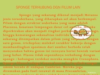 SPONGE TERHUBUNG DGN FILUM LAIN
           Sponge yang sekarang dikenal menjadi Metazoa
jenis tersederhana, yang diharapkan sel akan berkumpul.
Pilum dengan struktur sederhana yang sama adalah
Placozoa, kesatuan lempengan datar cel amoeba. Mereka
diperkirakan akan menjadi tingkat perkembangan sponge,
hingga kematangan seksualitas individu dicatat. Plazoa
sekarang ditempatkan dalam pilum yang terpisah, dengan
satu genus, trichoplax; molekul terakhir bekerja dengan
membandingkan spesimen dari sumber berbeda telah
menyatakan bahwa genus ini ternyata berisi bentuk variasi
yang hebat. Plazoa tidak sepenuhnya terhubung dengan
sponge : hubungan terdekat mereka mungkin Ctenophora.
Sponge dikenal sebagai hewan kuno : fosil spikula sangat
umum berada di endapan Cambrian. Mereka juga
ditemukan pada fosil terawal di masa Precambrian.
 