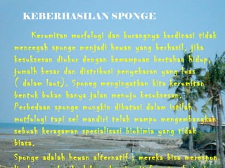 KEBERHASILAN SPONGE

     Kerumitan morfologi dan kurangnya kordinasi tidak
mencegah sponge menjadi hewan yang berhasil, jika
kesuksesan diukur dengan kemampuan bertahan hidup,
jumalh besar dan distribusi penyebaran yang luas
( dalam laut). Sponeg mengingatkan kita kerumitan
bentuk bukan hanya jalan menuju kesuksesan.
Perbedaan sponge mungkin dibatasi dalam istilah
motfologi tapi sel mandiri telah mampu mengembangkan
sebuah keragaman spesialisasi biokimia yang tidak
biasa.
Sponge adalah hewan alternatif : mereka bisa merespon
 
