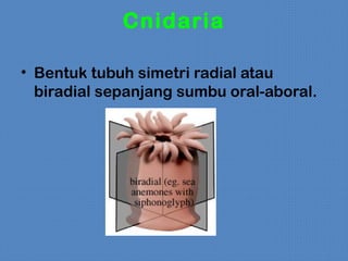 Cnidaria

• Bentuk tubuh simetri radial atau
  biradial sepanjang sumbu oral-aboral.
 
