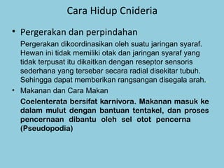 Cara Hidup Cnideria
• Pergerakan dan perpindahan
  Pergerakan dikoordinasikan oleh suatu jaringan syaraf.
  Hewan ini tidak memiliki otak dan jaringan syaraf yang
  tidak terpusat itu dikaitkan dengan reseptor sensoris
  sederhana yang tersebar secara radial disekitar tubuh.
  Sehingga dapat memberikan rangsangan disegala arah..
• Makanan dan Cara Makan
  Coelenterata bersifat karnivora. Makanan masuk ke
  dalam mulut dengan bantuan tentakel, dan proses
  pencernaan dibantu oleh sel otot pencerna
  (Pseudopodia)
 
