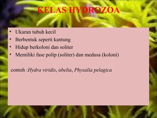 KELAS HYDROZOA

•   Ukuran tubuh kecil
•   Berbentuk seperti kantung
•   Hidup berkoloni dan soliter
•   Memiliki fase polip (soliter) dan medusa (koloni)

contoh :Hydra viridis, obelia, Physalia pelagica
 