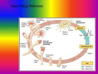 Daur hidup Hidrozoa
 