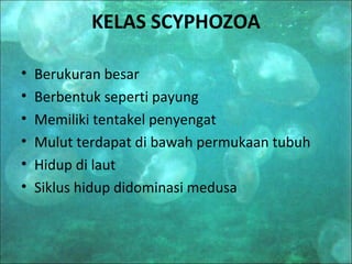 KELAS SCYPHOZOA

•   Berukuran besar
•   Berbentuk seperti payung
•   Memiliki tentakel penyengat
•   Mulut terdapat di bawah permukaan tubuh
•   Hidup di laut
•   Siklus hidup didominasi medusa
 
