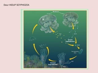 Daur HIDUP SCYPHOZOA
 