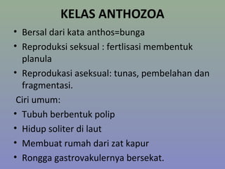 KELAS ANTHOZOA
• Bersal dari kata anthos=bunga
• Reproduksi seksual : fertlisasi membentuk
  planula
• Reprodukasi aseksual: tunas, pembelahan dan
  fragmentasi.
 Ciri umum:
• Tubuh berbentuk polip
• Hidup soliter di laut
• Membuat rumah dari zat kapur
• Rongga gastrovakulernya bersekat.
 