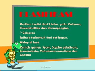 KLASIFIKASI
Porifera terdiri dari 3 kelas, yaitu Calcarea,
Hexactinellida dan Demospongiae.
Calcarea
Spikula terbentuk dari zat kapur.
Hidup di laut.
Contoh spesies: Sycon, Scypha gelatinosa,
Leucosolenia, Petrobiona massiliana dan
Grantia
 
