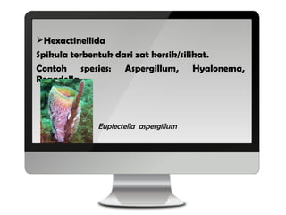 Hexactinellida
Spikula terbentuk dari zat kersik/silikat.
Contoh spesies: Aspergillum, Hyalonema,
Regadella.



            Euplectella aspergillum
 