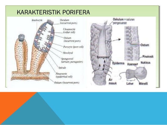 Ppt cnidaria dan porifera