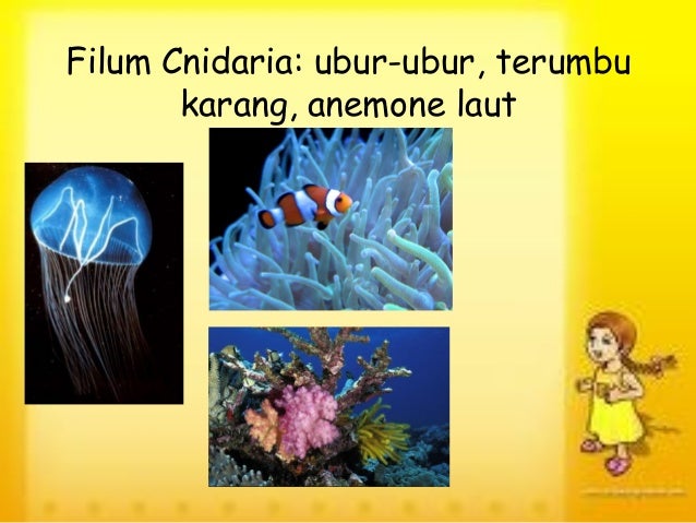 Ppt cnidaria dan porifera