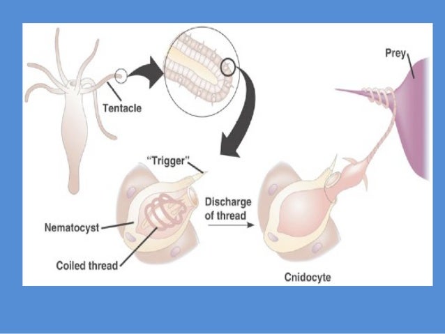 Ppt cnidaria dan porifera