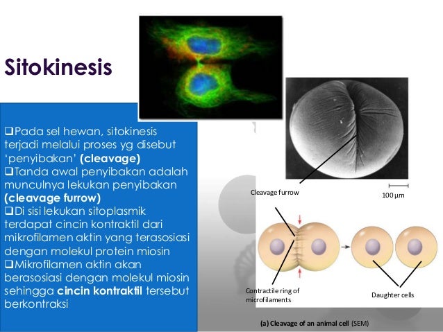 siklus sel  cell cycle 